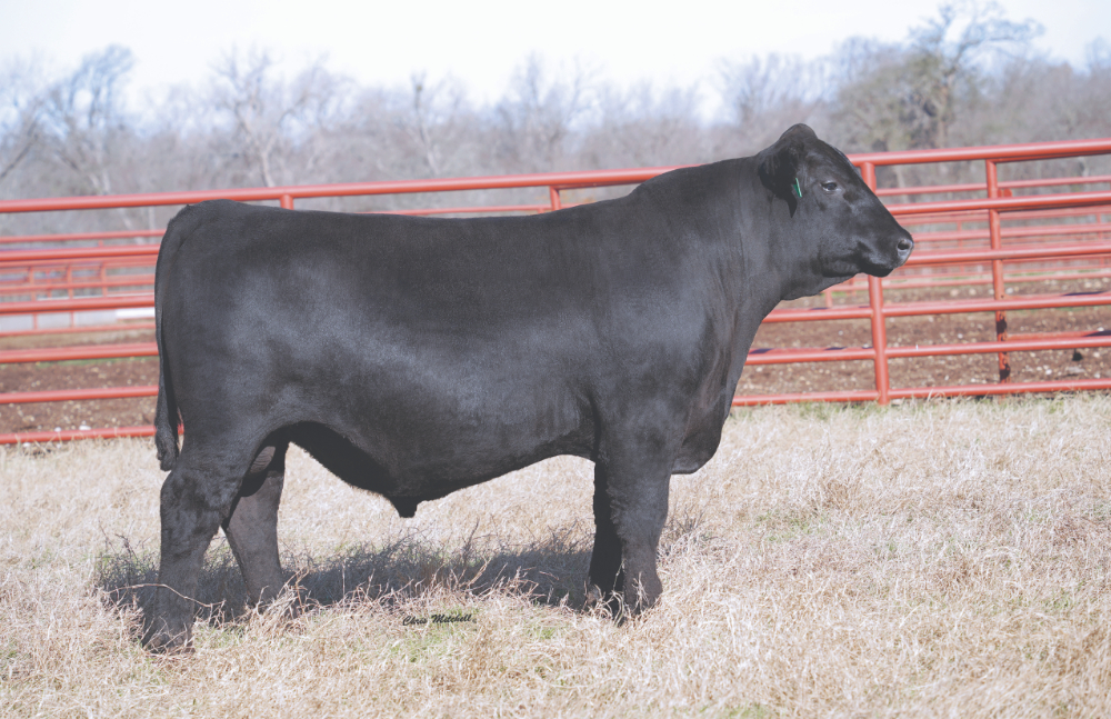 44 Full Circle M13 rtx