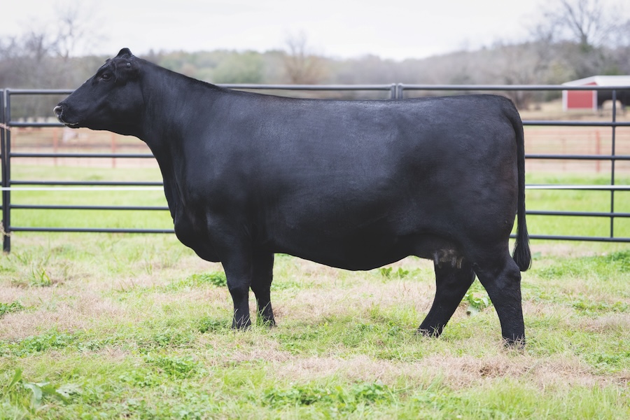 Ceary of Conanga 7150 11L